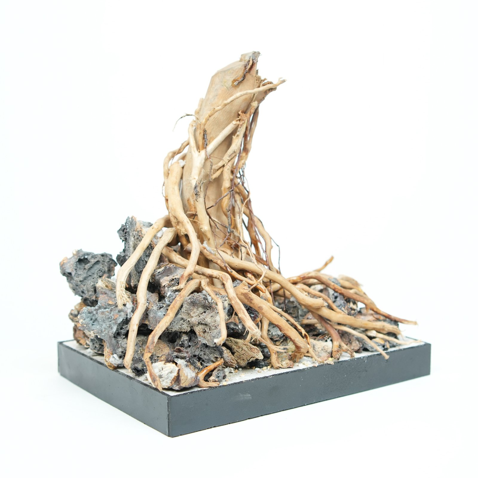 Roots of Time