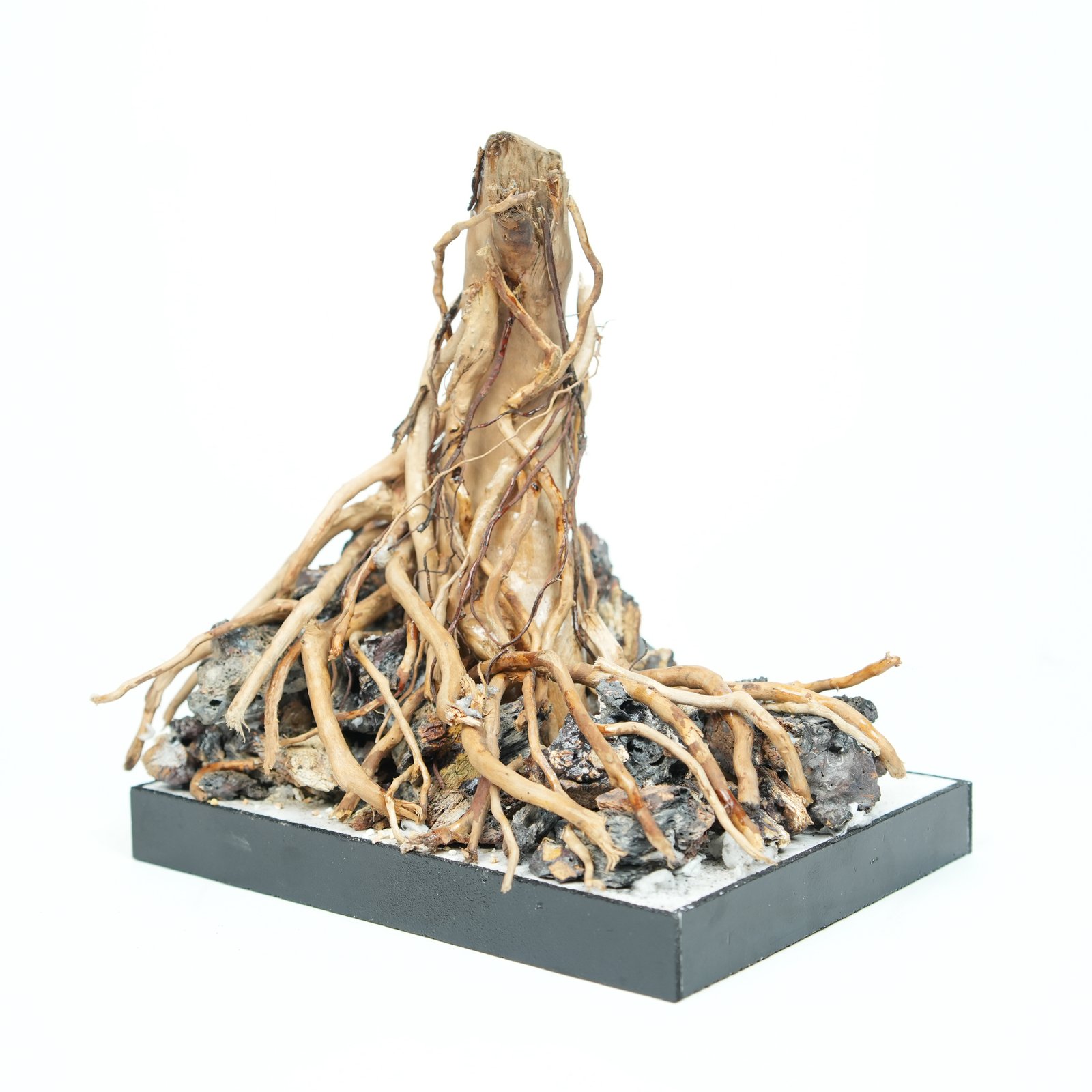 Roots of Time
