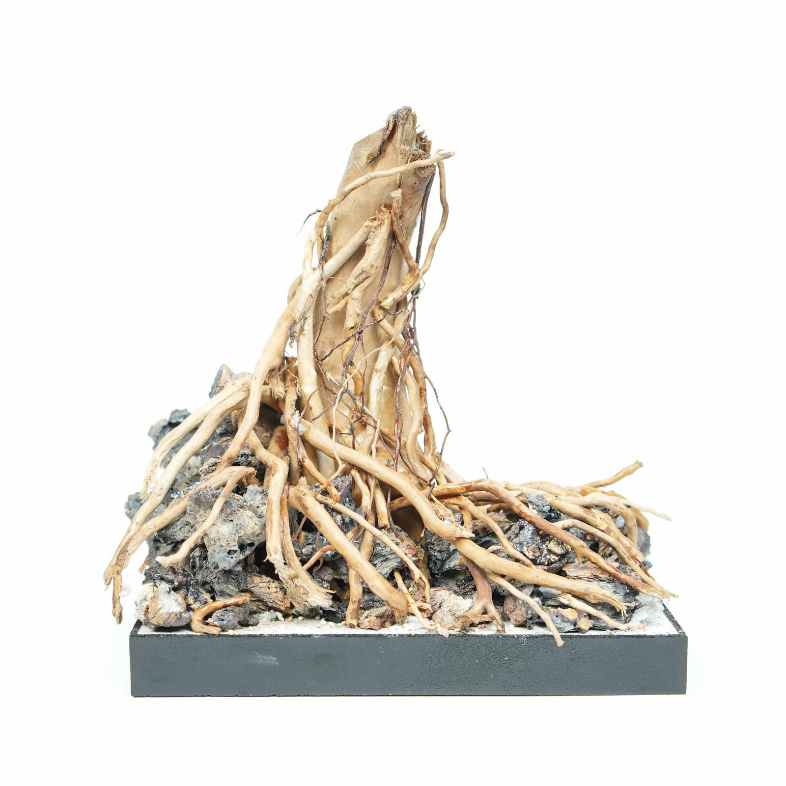 Roots of Time