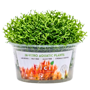 Riccia fluitans (Small Pot)