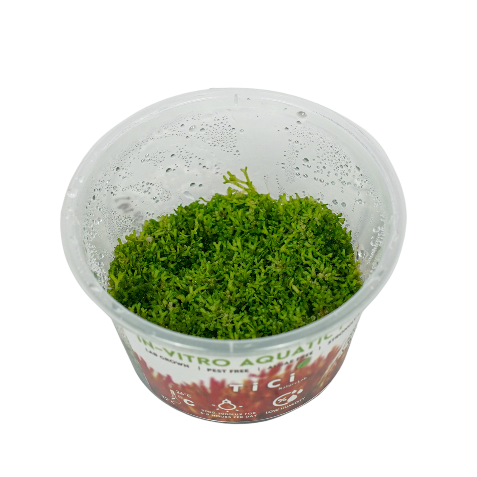 Riccia fluitans (Small Pot)