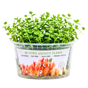 Rotala rotundifolia 'Green' (Jumbo Pot)