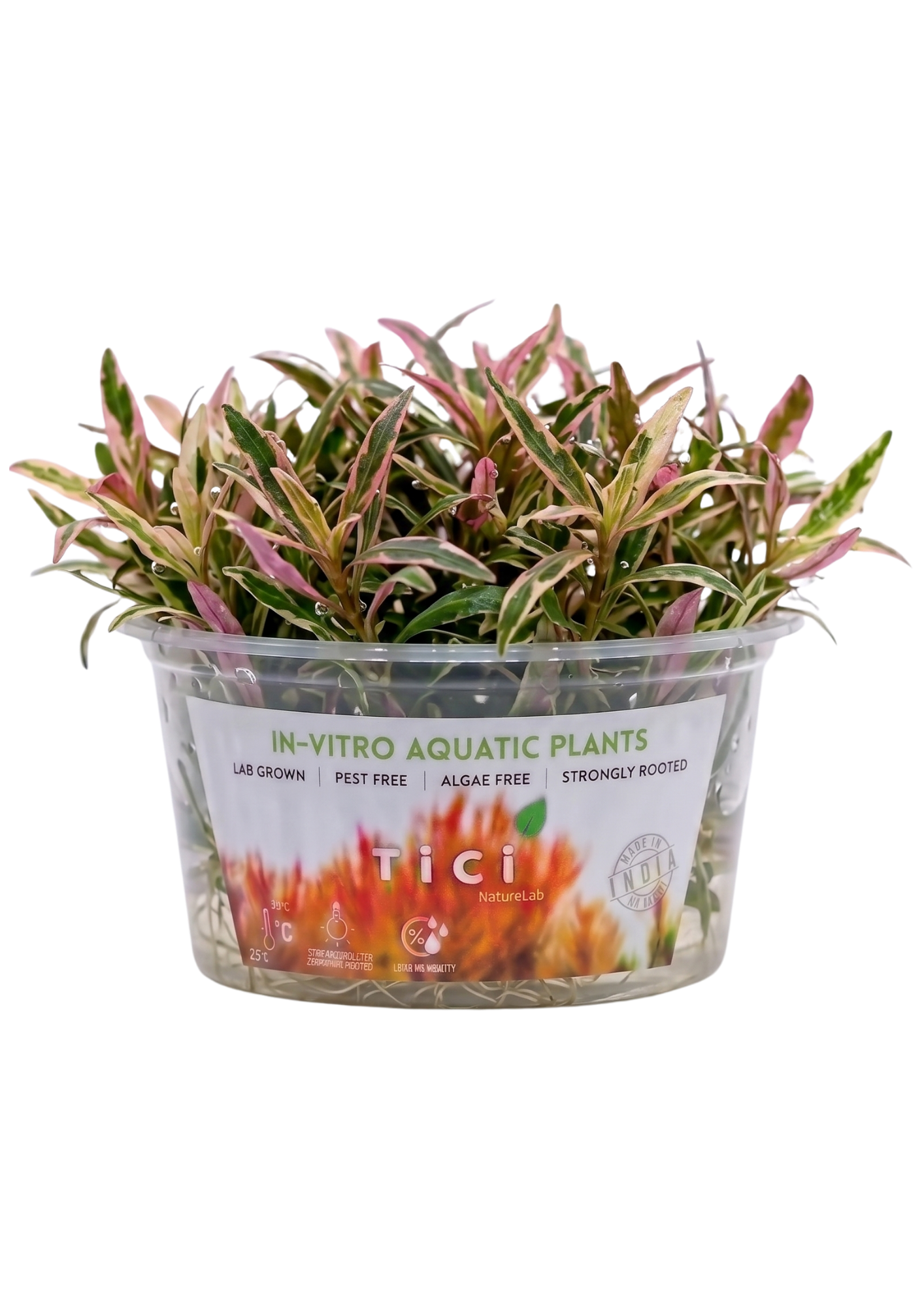 Hygrophila lancea 'Araguaia' 'Chai' (Small Pot)