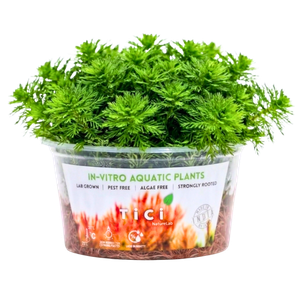 Myriophyllum mattogrossense (Small Pot)