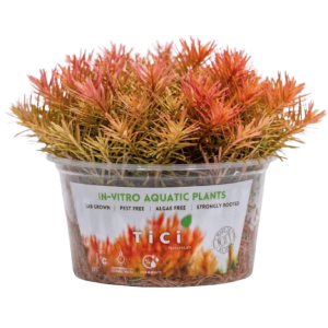 Rotala wallichii (Small Pot)