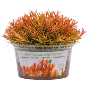 Rotala rotundifolia 'Wayanad' (Small Pot)