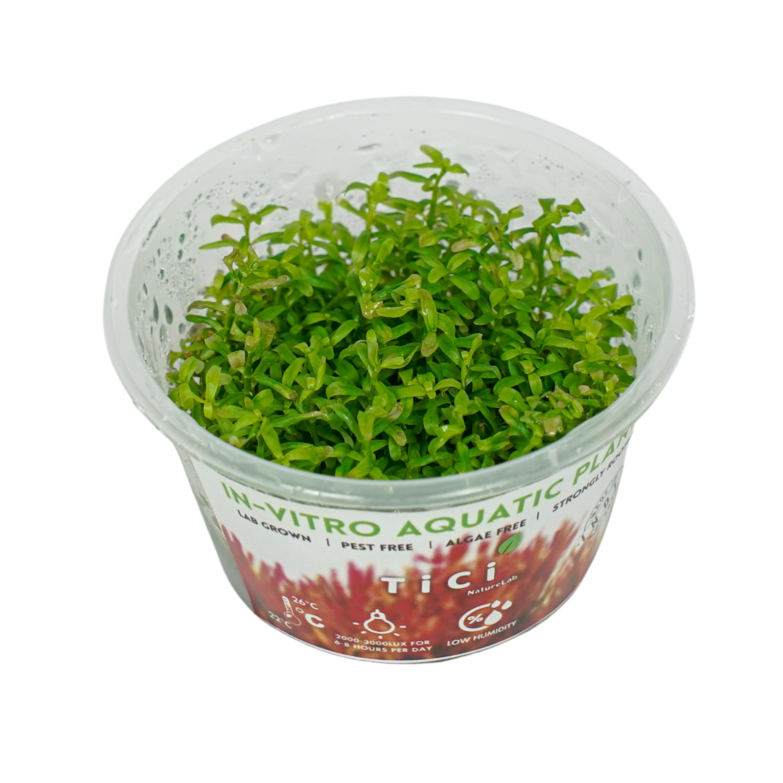 Rotala rotundifolia 'Wayanad' (Small Pot)