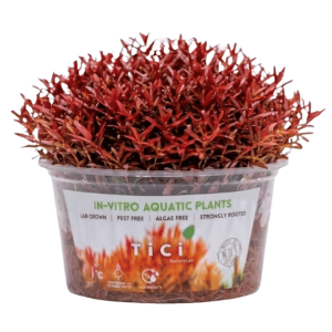 Rotala rotundifolia 'Blood Red' (Small Pot)