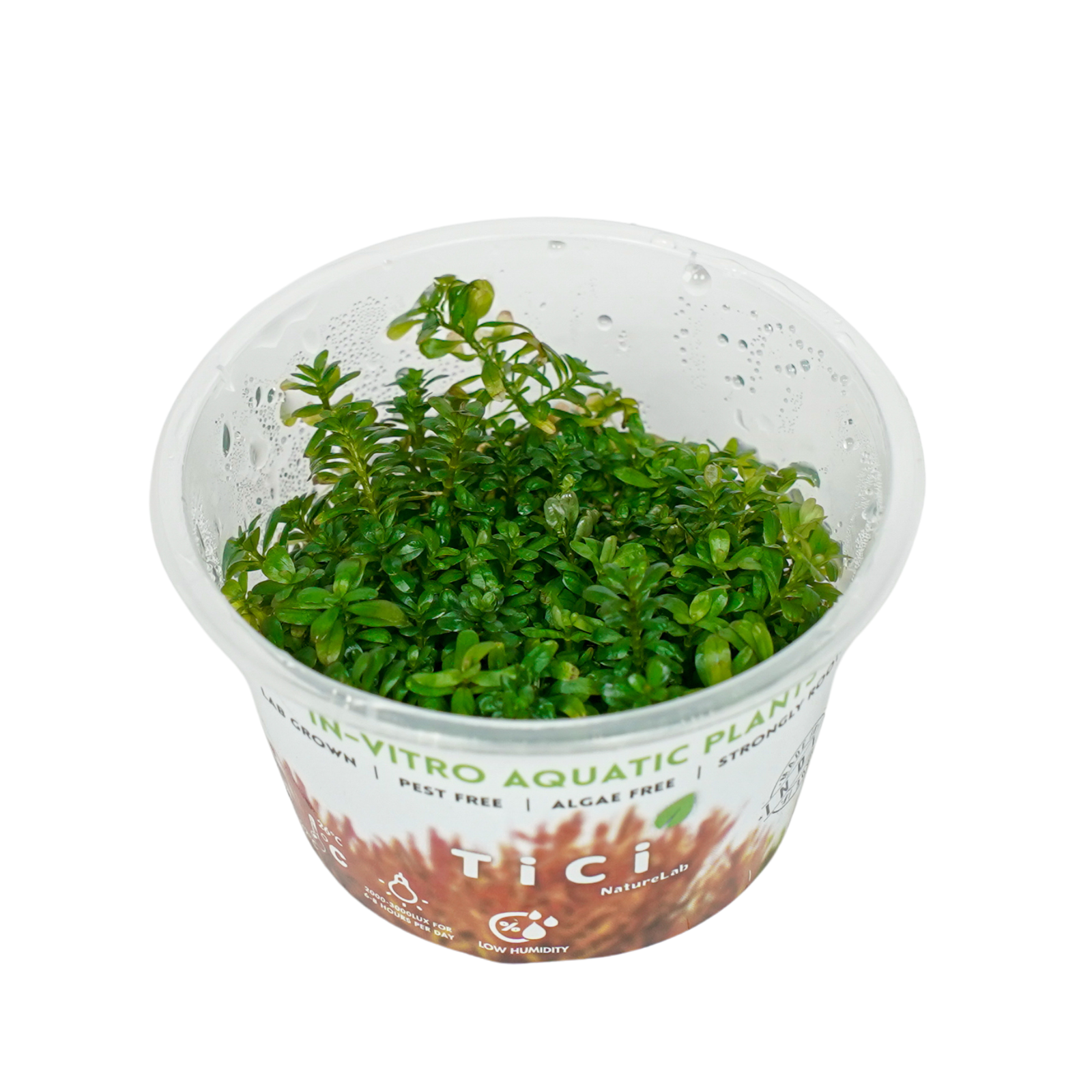 Rotala rotundifolia (Small Pot)