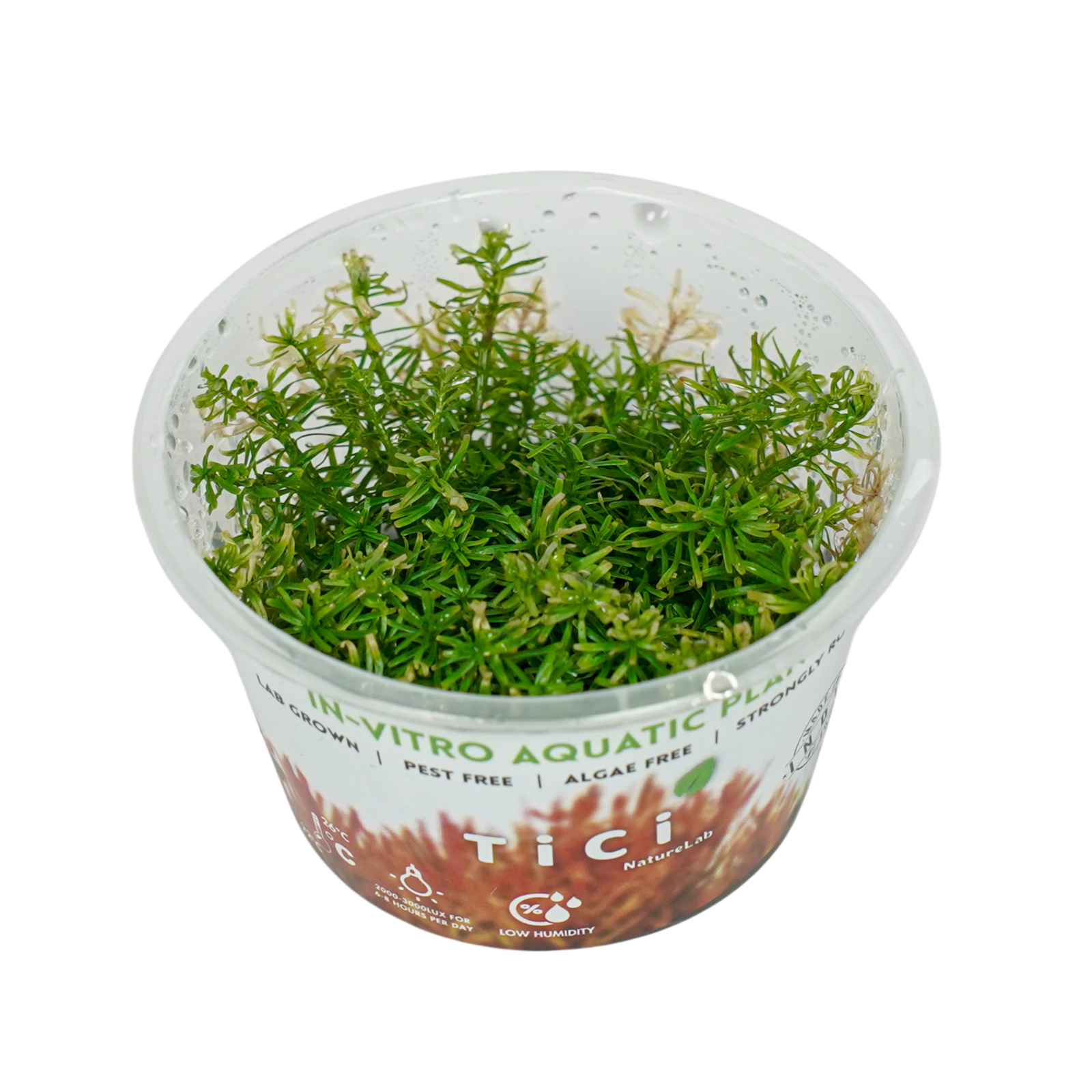 Rotala sp. 'Nanjenshan' (Small Pot)