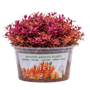 Rotala macrandra 'Mini Butterfly' (Small Pot)