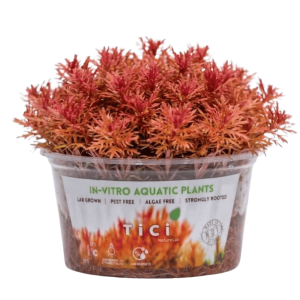 Rotala macrandra 'Red' (Small Pot)