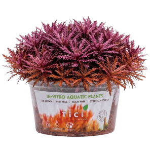 Pogostemon stellatus 'Dassen' (Small Pot)