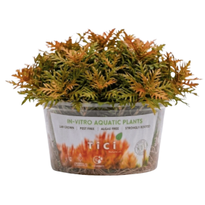 Proserpinaca palustris (Small Pot)