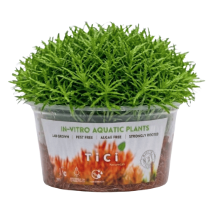 Pogostemon erectus (Small Pot)