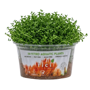 Microcarpaea minima Merrill (Small Pot)