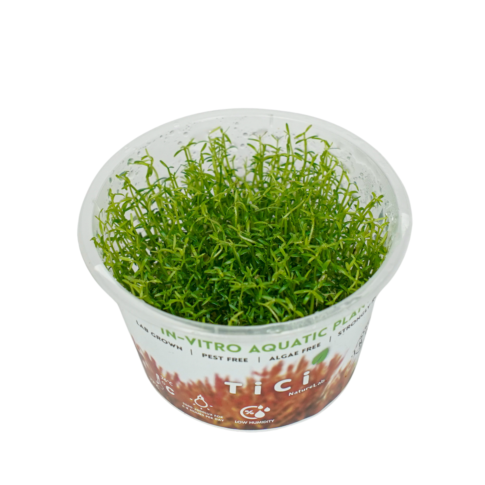 Microcarpaea minima Merrill (Small Pot)
