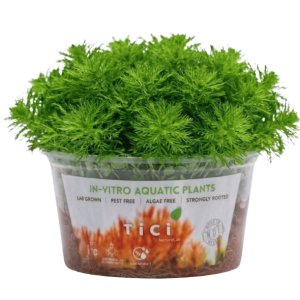 Myriophyllum hippuroides 'Guyana Mini' (Small Pot)