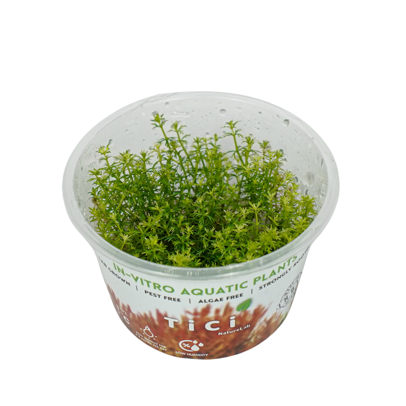 Myriophyllum hippuroides 'Guyana Mini' (Small Pot)