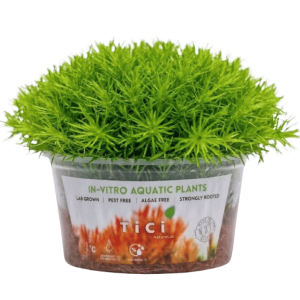 Mayaca fluviatilis (Small Pot)