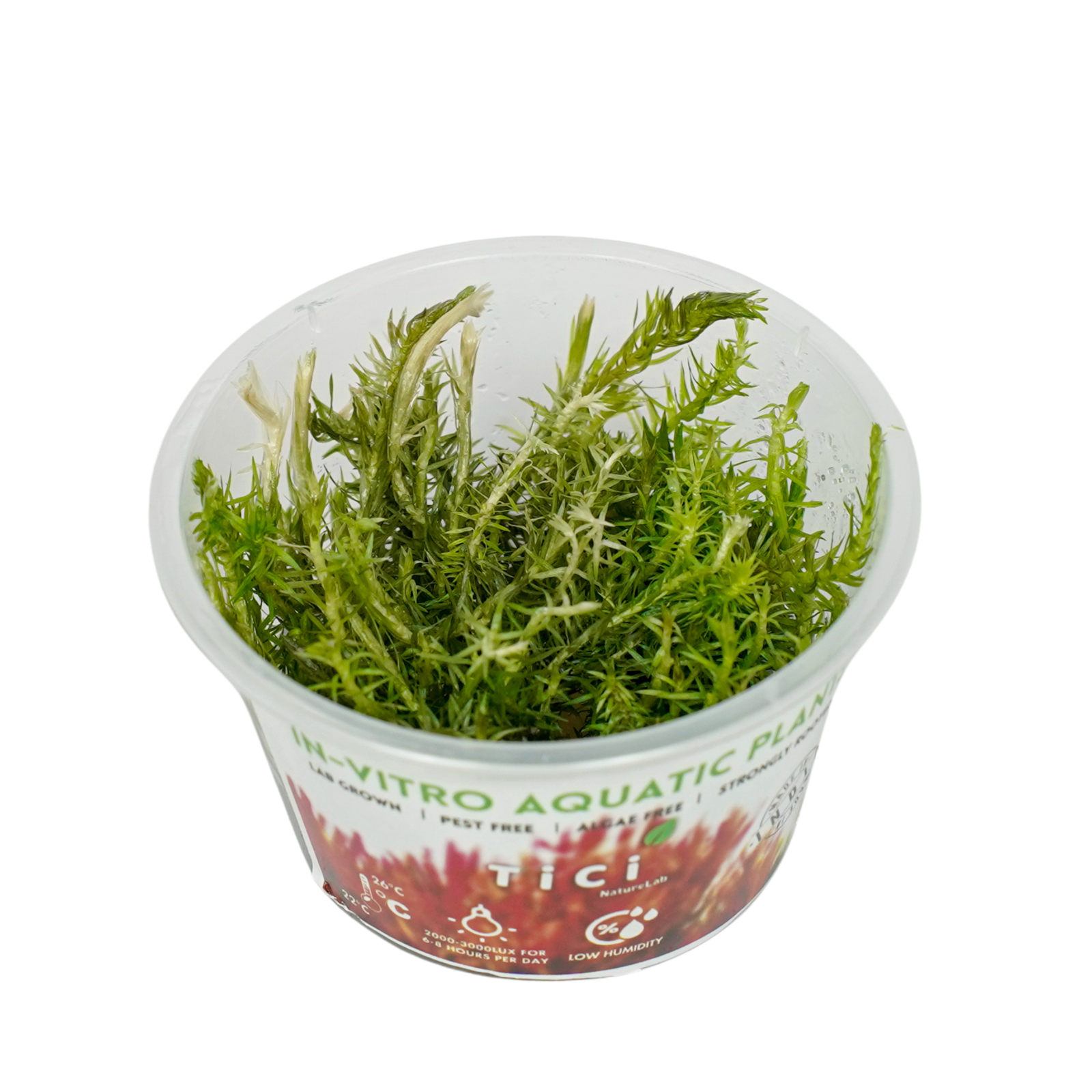Mayaca fluviatilis (Small Pot)