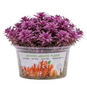 Limnophila hippuridoides 'Purple Mini' (Small Pot)