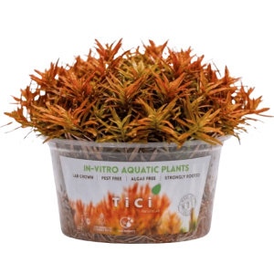 Ludwigia arcuata (Small Pot)