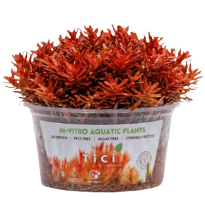 Rotala sp. 'H'ra' (Hi Red) (Small Pot)