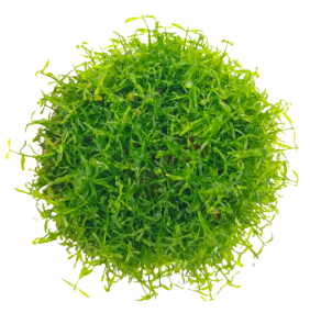 Hemianthus micranthemoides (Small Pot)