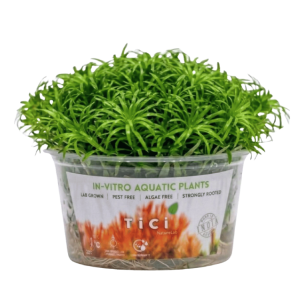 Tonina fluviatilis (Small Pot)