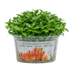 Staurogyne repens (Small Pot)