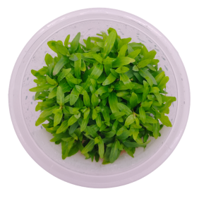 Staurogyne repens (Small Pot)