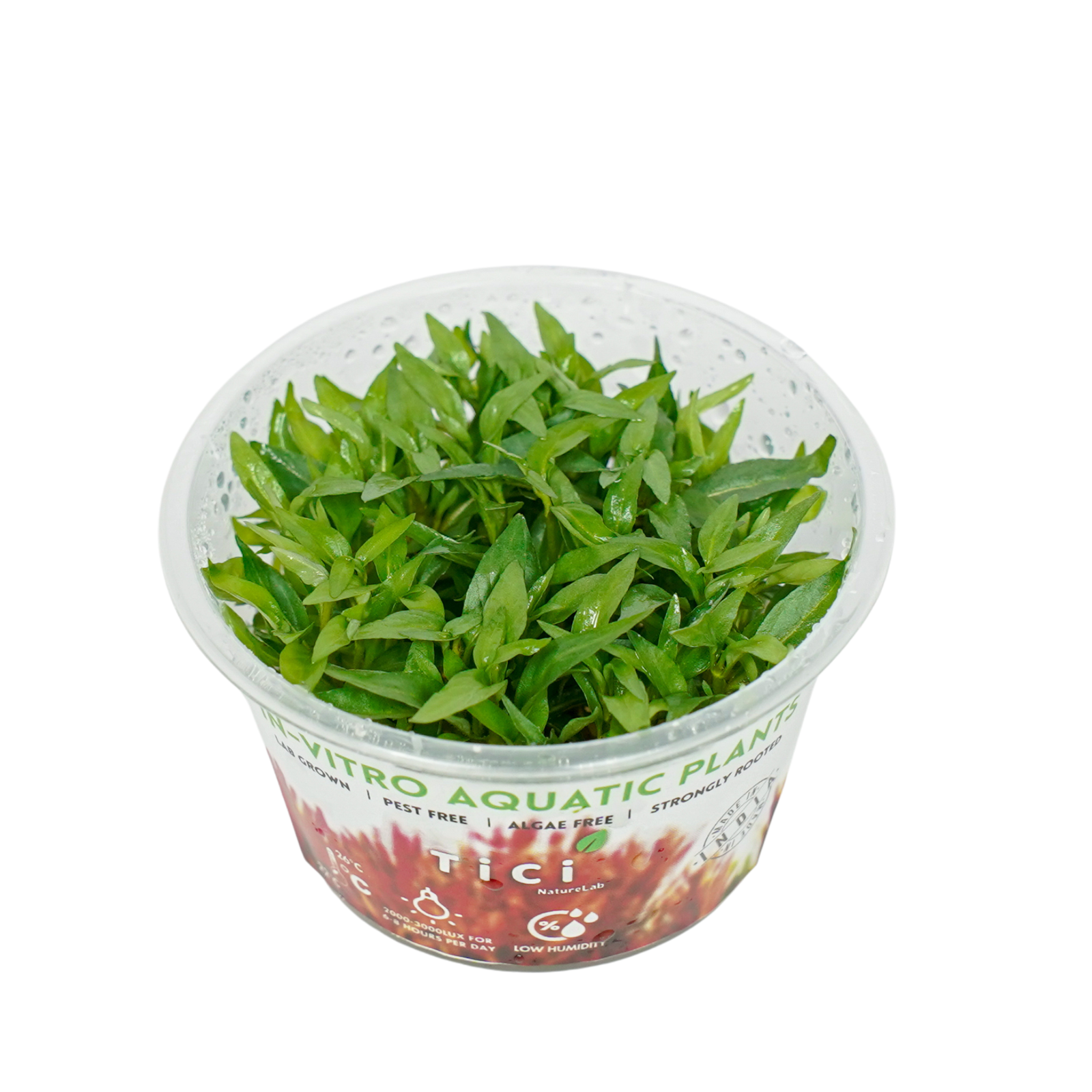 Staurogyne sp. 'Porto Velho' (Small Pot)