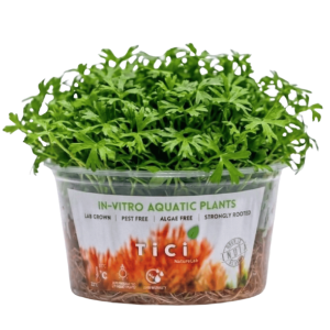 Ranunculus inundatus (Small Pot)