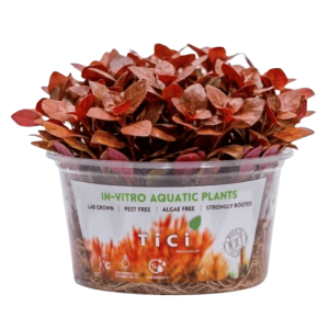 Ludwigia sphaerocarpa 'Red' (Small Pot)