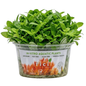 Hygrophila odora (Small Pot)