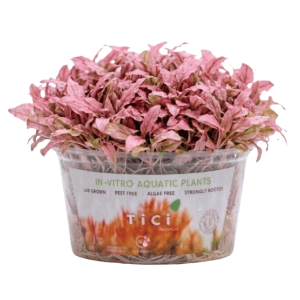 Cryptocoryne wendtii 'Pink (Small Pot)