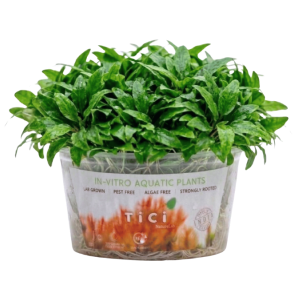 Cryptocoryne wendtii 'Green Gecko' (Small Pot)