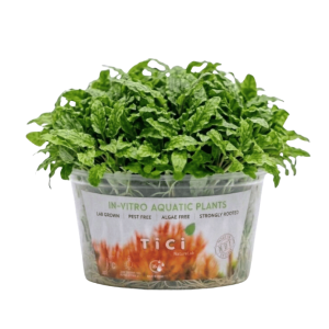 Cryptocoryne wendtii 'Green' (Small Pot)