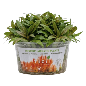 Cryptocoryne lucens (Small Pot)
