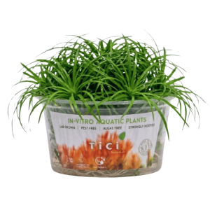 Cyperus helferi (Small Pot)
