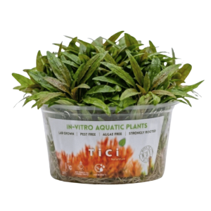 Cryptocoryne axelrodii (Small Pot)