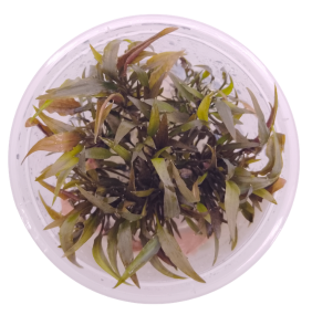 Cryptocoryne axelrodii (Small Pot)