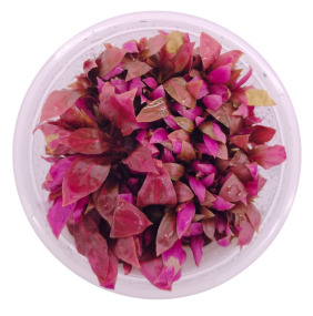 Alternanthera reineckii 'Rosanervig' (Small Pot)