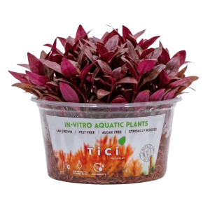 Alternanthera reineckii 'Mini' (Small Pot)