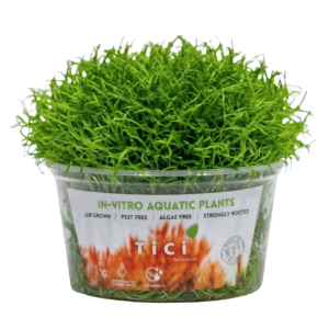 Utricularia graminifolia (Small Pot)