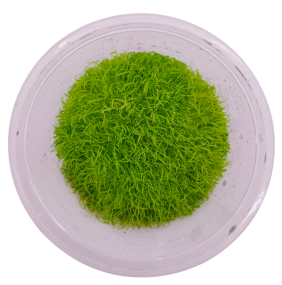 Utricularia graminifolia (Small Pot)