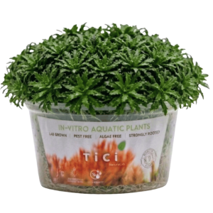 Pogostemon helferi (Small Pot)