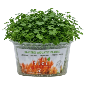 Hydrocotyle tripartita mini (Small Pot)