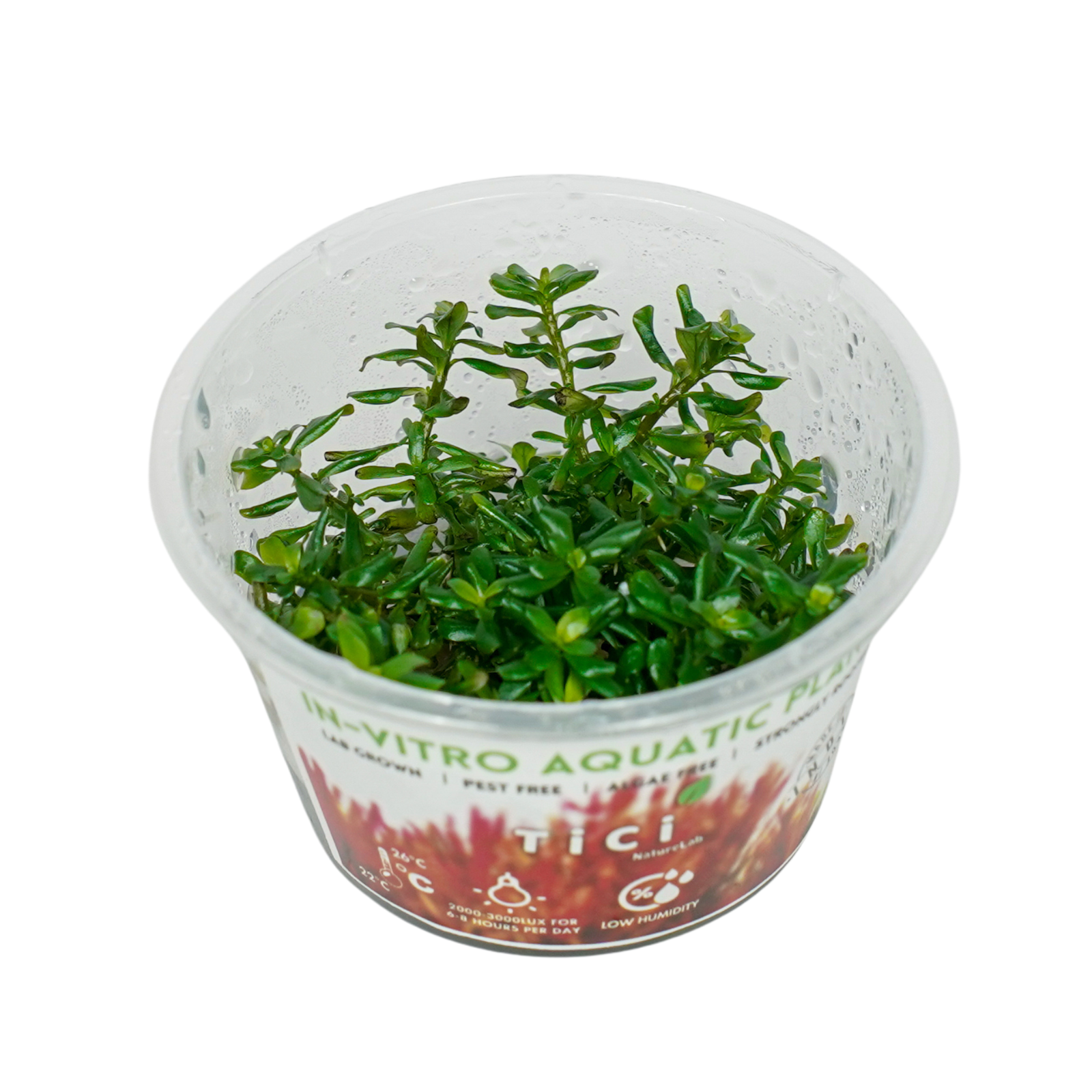 Hydrocotyle tripartita mini (Small Pot)